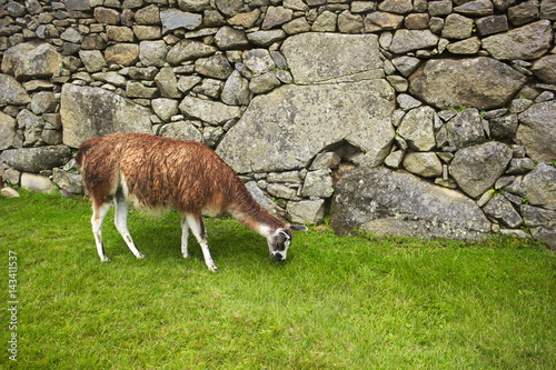 Llama