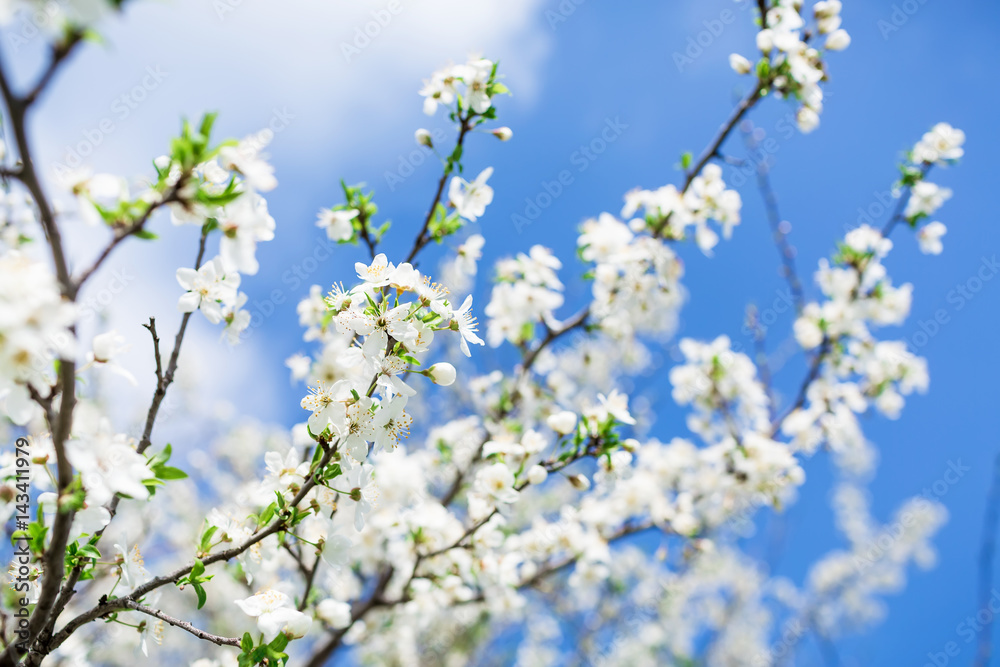 Flowering tree with white flowers in spring garden. Floral photo. Flowering tree with white flowers in spring garden. Floral photo.