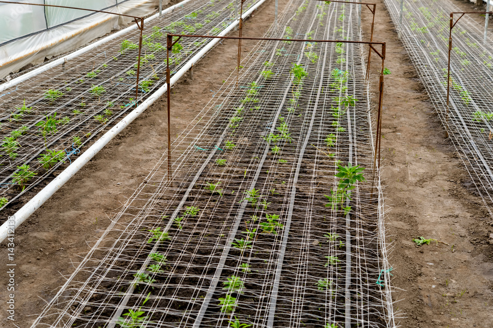 Seedlings in the greenhouse Seedlings in the greenhouse