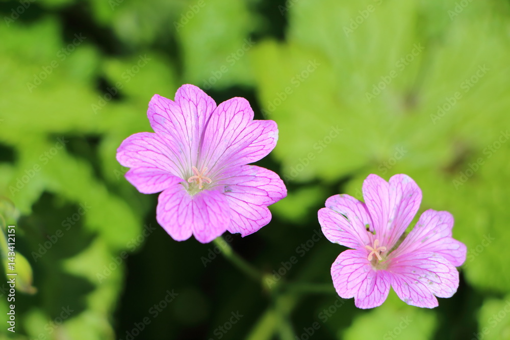 Fleurs de géranium Fleurs de géranium
