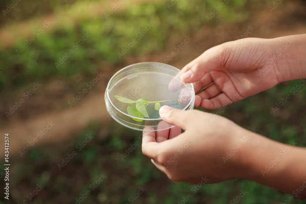 Obraz premium Asian student hand of scientist holding a test tube with plant