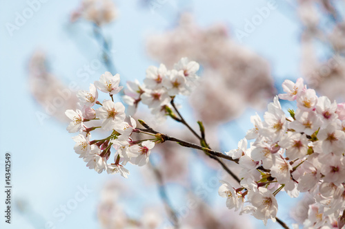 桜
