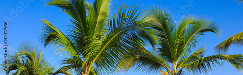 Green palms and blue sky.