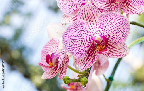 Purple phalaenopsis orchid flower