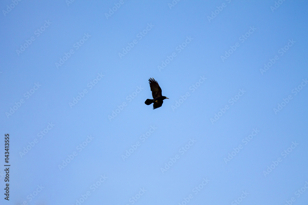 Black bird in the sky