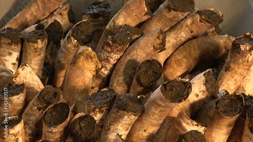 Filling cow horns with manure to make biodynamic horn manure 500 for use on the vineyards photo