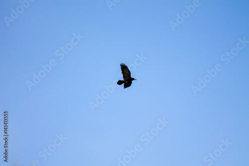 Black bird in the sky