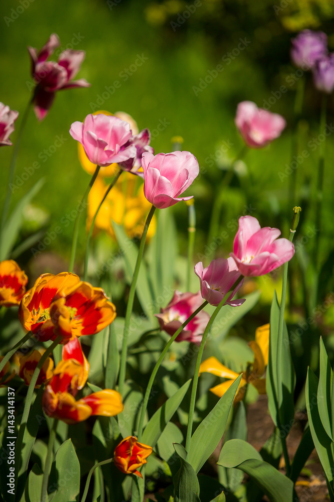 Beautiful tulips on the flowerbed in the sun