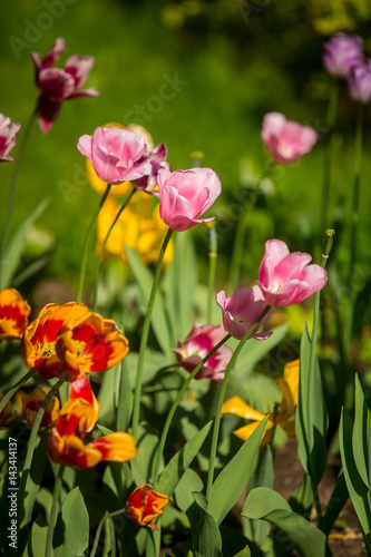 Beautiful tulips on the flowerbed in the sun