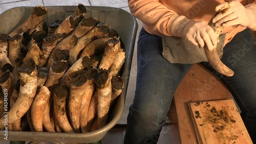 Filling cow horns with manure to make biodynamic horn manure 500 for use on the vineyards photo