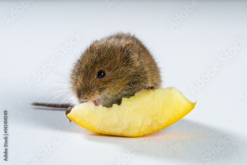 Bild auf Leinwand Close up on brown field mouse eating a piece of peach