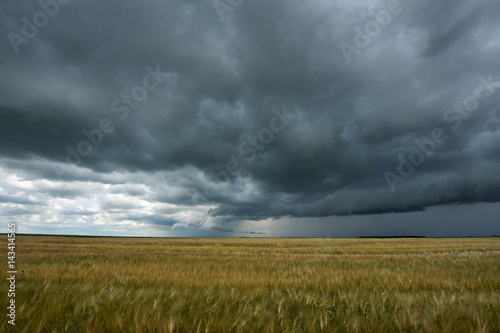 wheat field and storm clouds