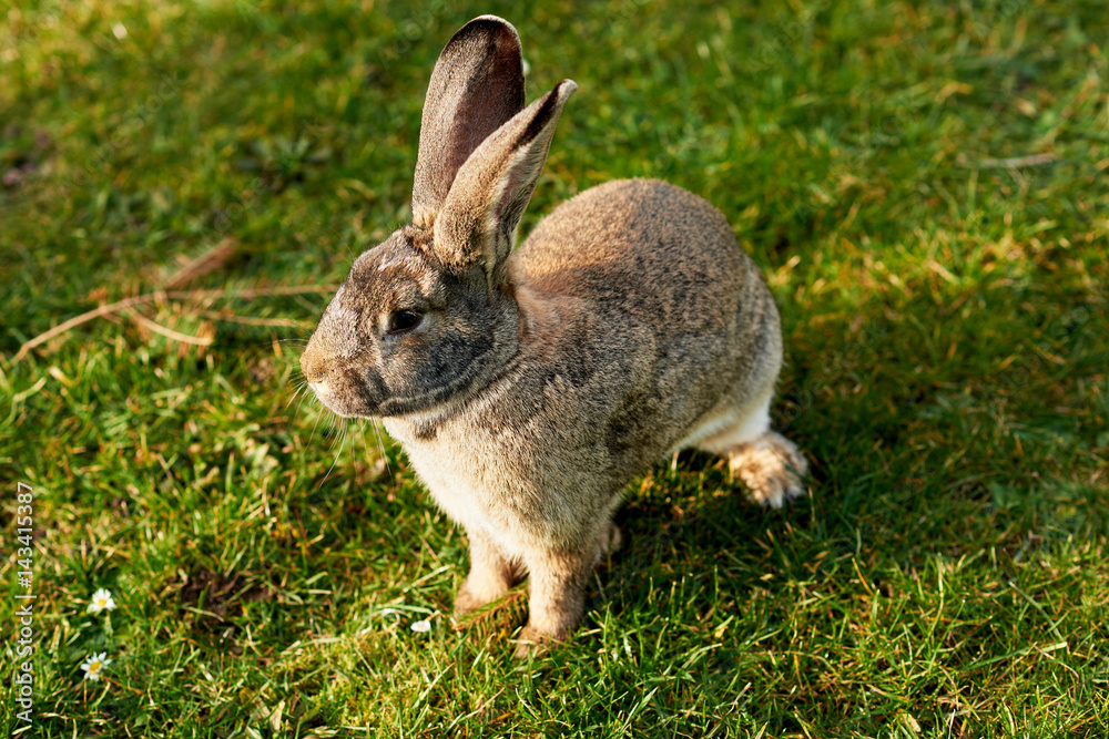 happy easter bunny happy easter bunny