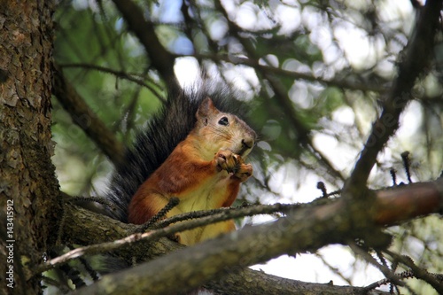 Squirrels in the park