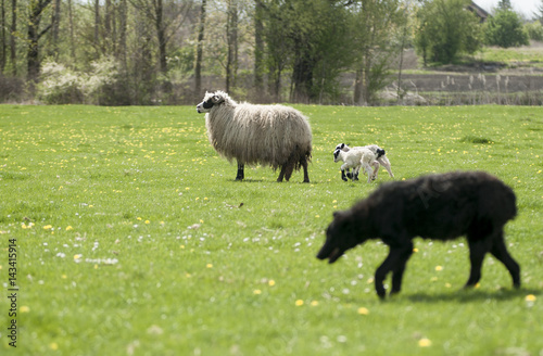 A flock of sheep grazing