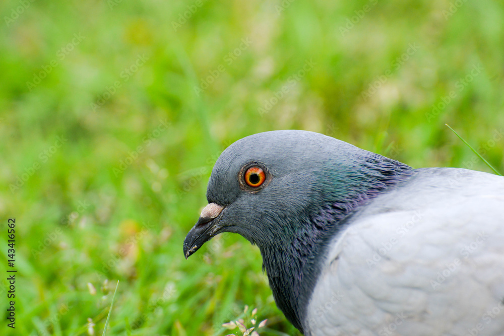 Beautiful pigeon close up in the park Beautiful pigeon close up in the park