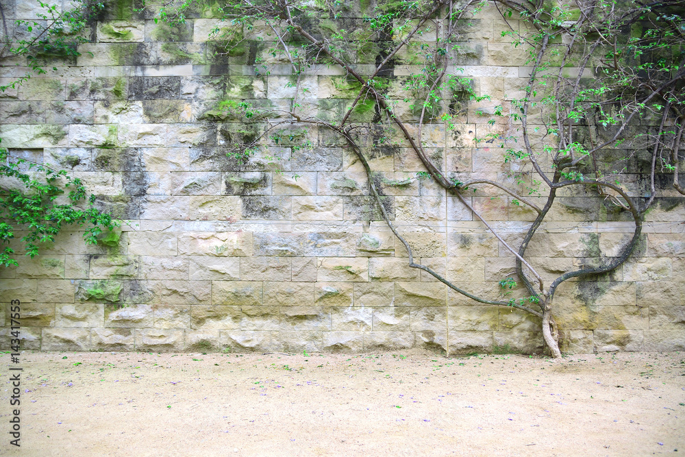 Obraz premium Stone wall background with a bush and green leaves. Empty copy space for Editor's text.