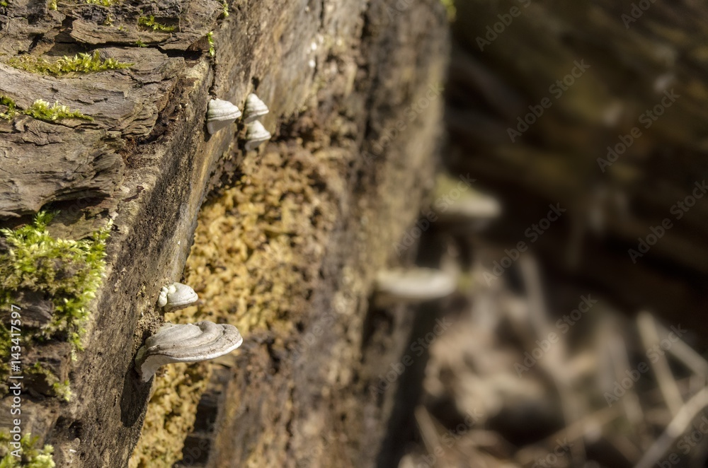 Fototapeta premium Close-up view of wood mushrooms and rest of trees
