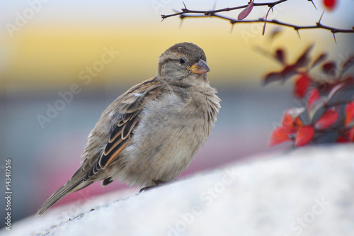 Female House Sparrow (Passer domesticus) on concrete Jardiniere