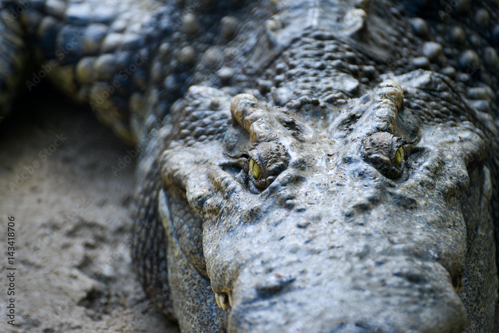 Fototapeta premium Crocodile