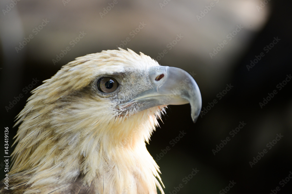 very close up with eagle