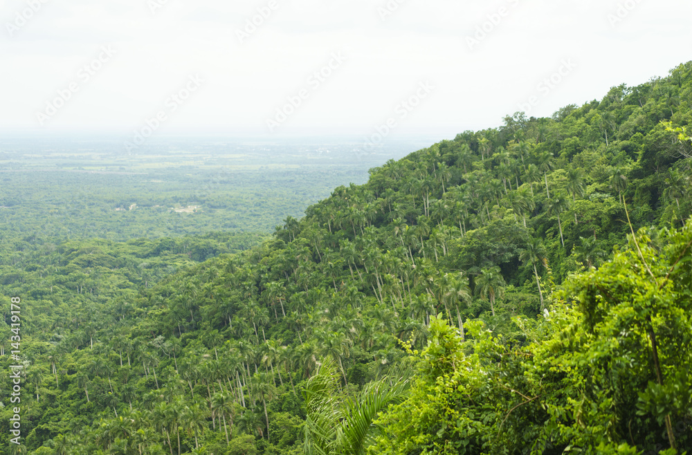 Panoramic view to the wild green valley of tropical forest in jungle at hot summer cloudy day