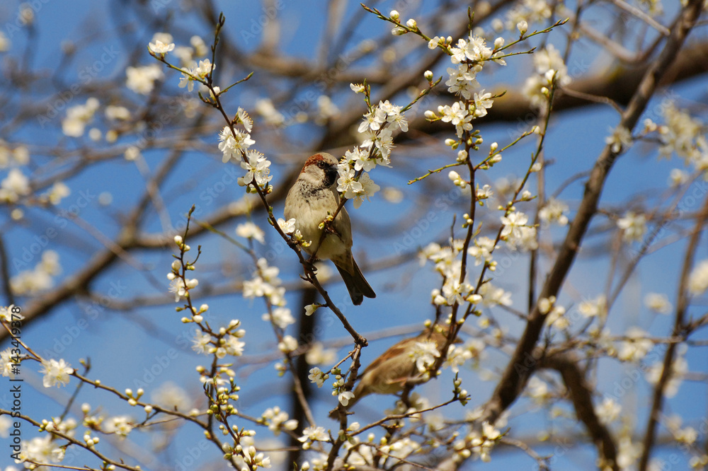 Male House Sparrow (Passer domesticus) on blooming branches Male House Sparrow (Passer domesticus) on blooming branches