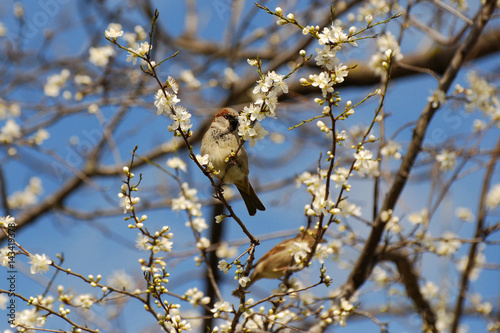 Male House Sparrow (Passer domesticus) on blooming branches