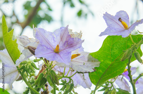 Eggplant flower