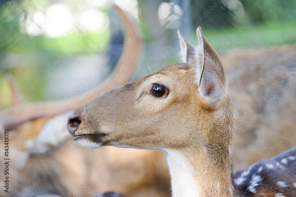 Obraz premium close up face deer
