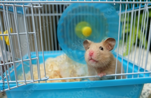 Close-up of a cute hamster in blue cage