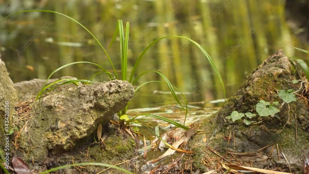 A small creek flowing between the stones. A small creek flowing between the stones.