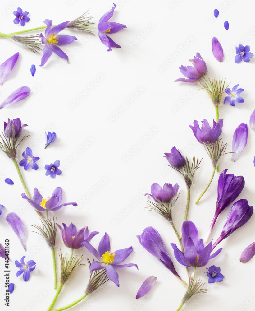 Spring violet flowers on a white background Spring violet flowers on a white background
