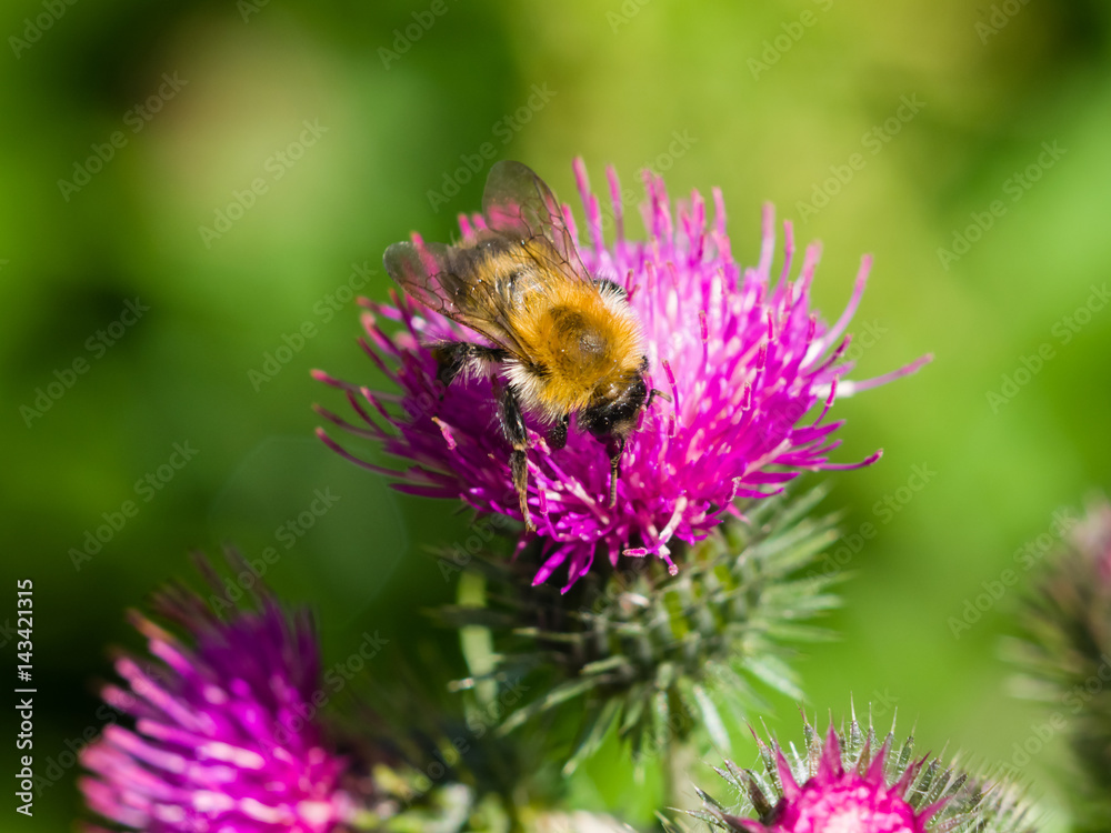 bee on scotch thistle flower macro, selective focus, shallow DOF bee on scotch thistle flower macro, selective focus, shallow DOF