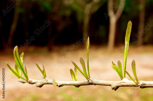 Fototapeta Naklejka Na Ścianę i Meble -  Soft shoots tree in spring