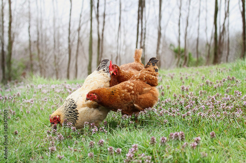 Free range organic chickens foraging in the springtime. Extreme shallow depth of field with selective focus on buff colored hen.
