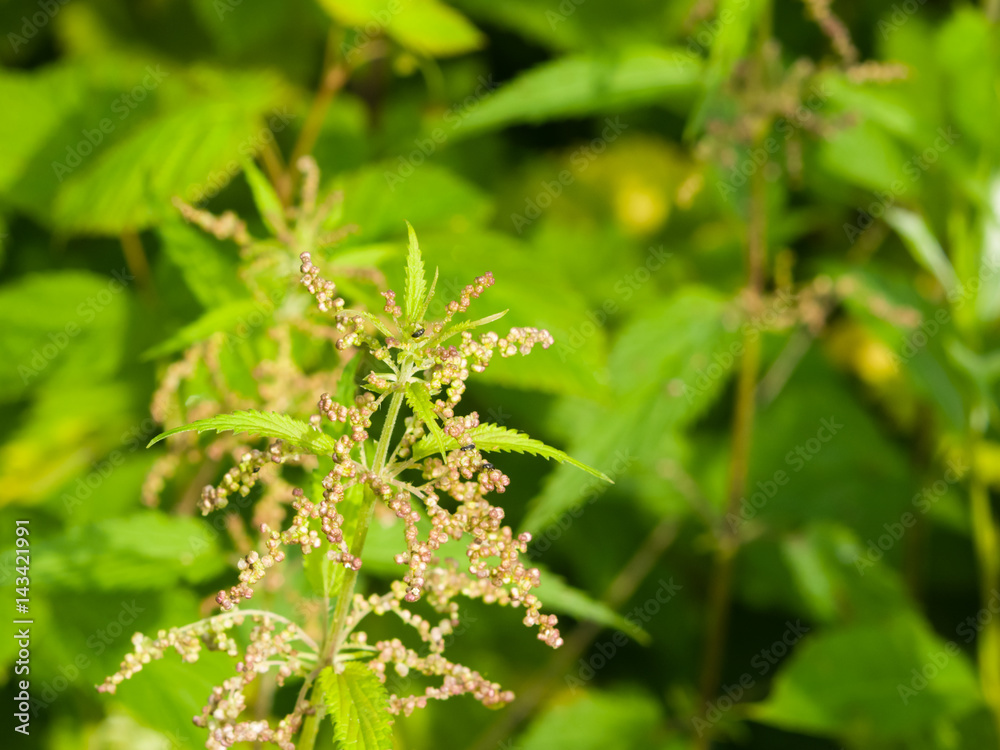 Common or Stinging Nettle, Urtica dioica, flowers on stem macro, selective focus, shallow DOF