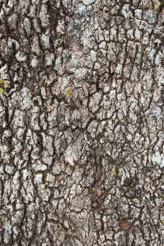 Fototapeta Naklejka Na Ścianę i Meble -  Tree bark texture for background
