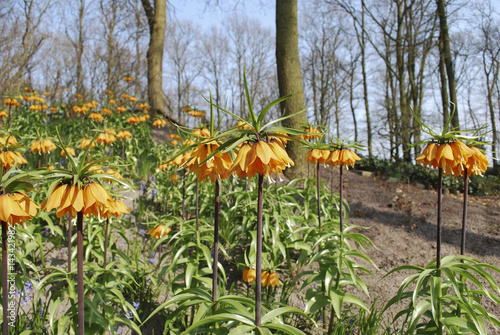 Fritillaria  Beethoven  orange flowers growth in the flowerbed.