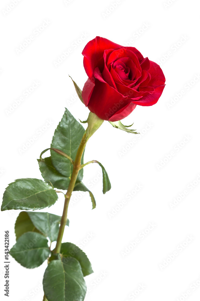 Image with a red rose. Image with a red rose.