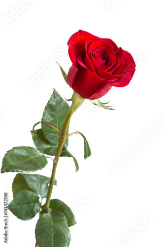 Fototapeta Naklejka Na Ścianę i Meble -  Image with a red rose.