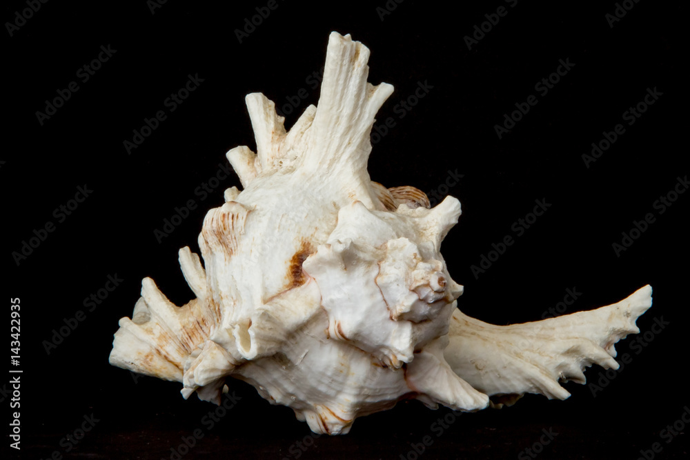 Sea beautiful unusual shell on a black background Sea beautiful unusual shell on a black background