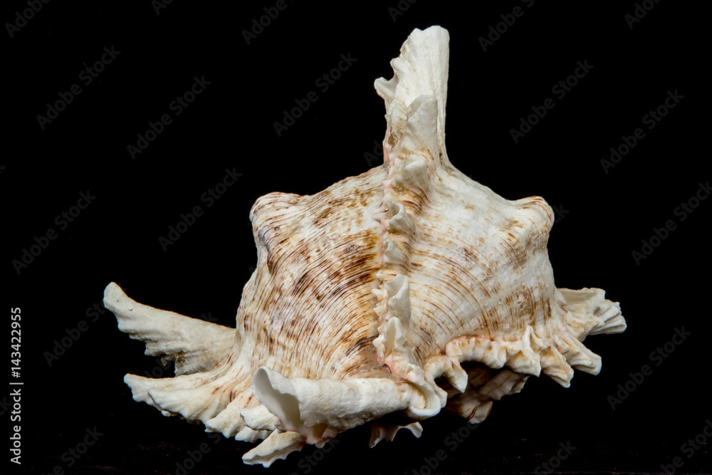 Sea beautiful unusual shell on a black background Sea beautiful unusual shell on a black background