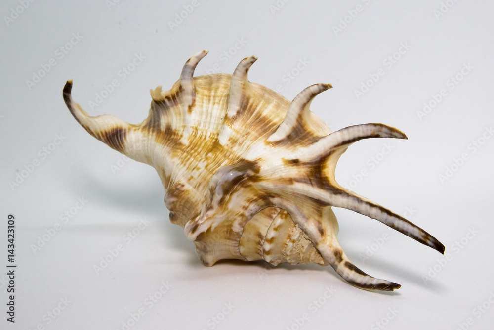 Sea beautiful unusual shell on a white background Sea beautiful unusual shell on a white background