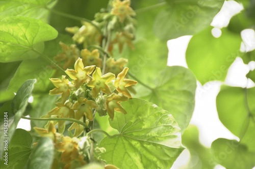 Cowslip, Telosma cordata flowers