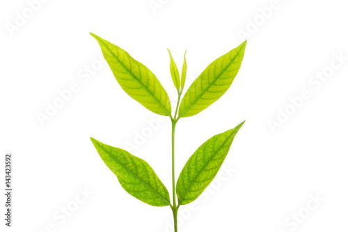 green leaf isolated on a white background 