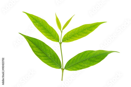 green leaf isolated on a white background 