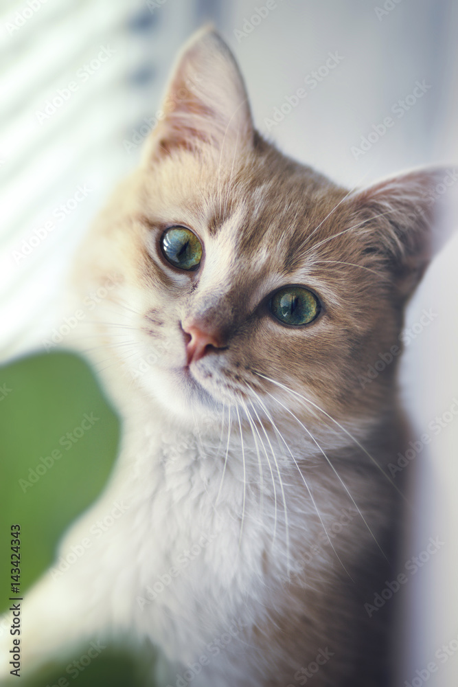 Portrait of a red cat on the windowsill Portrait of a red cat on the windowsill