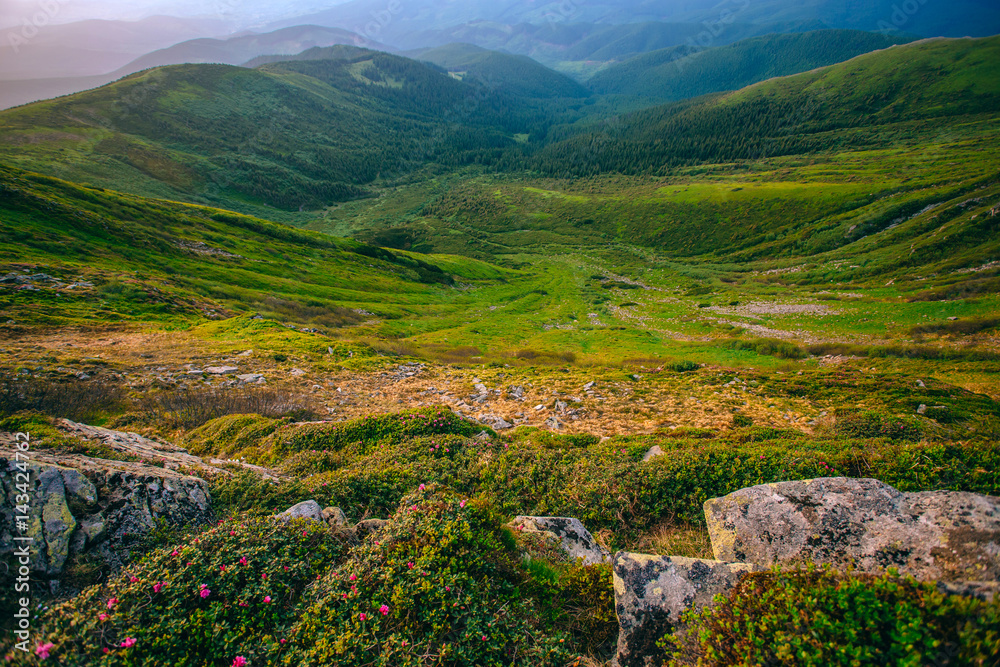 Mountain valley during sunrise / sunset. Natural summer landscape. Colorful summer landscape in the Carpathian mountains. Stone surface