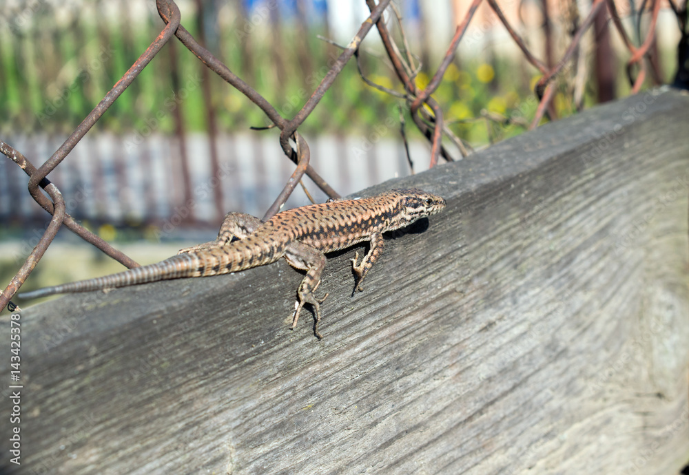 lizard Lacerta viridis on a wooden board lizard Lacerta viridis on a wooden board